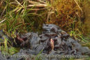 Frogs at Spawning time.